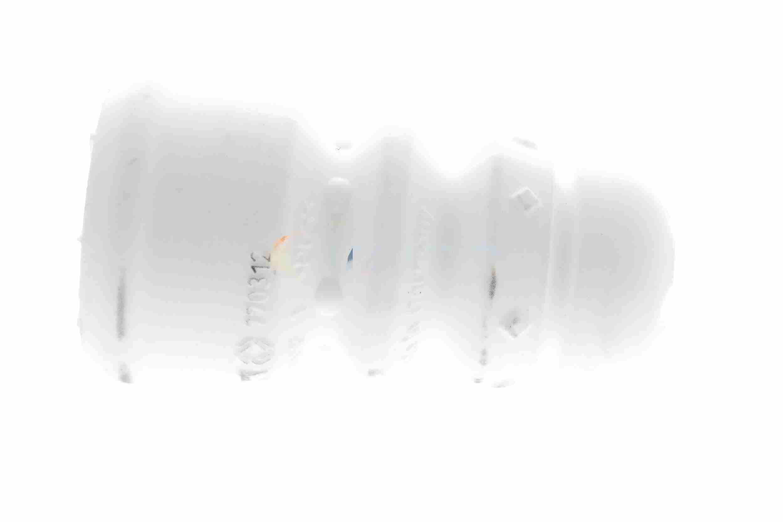 Rubber Buffer, suspension - V10-3372 VAICO